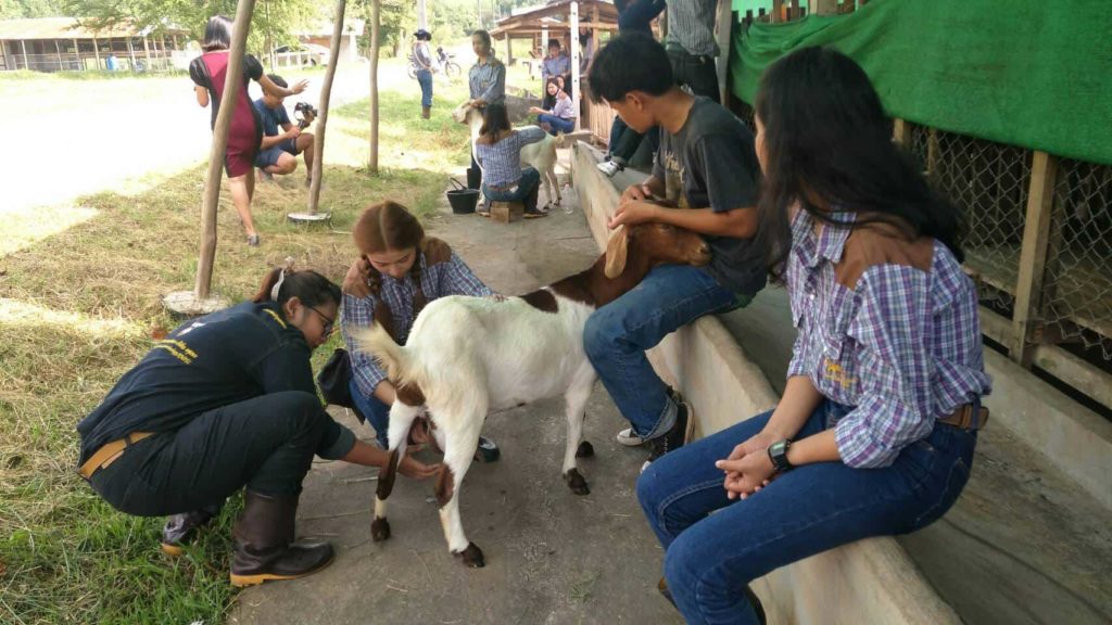 วท.บ.-สัตวศาสตร์-แขนงการผลิตและธุรกิจปศุสัตว์-4-1-1024x576.jpg