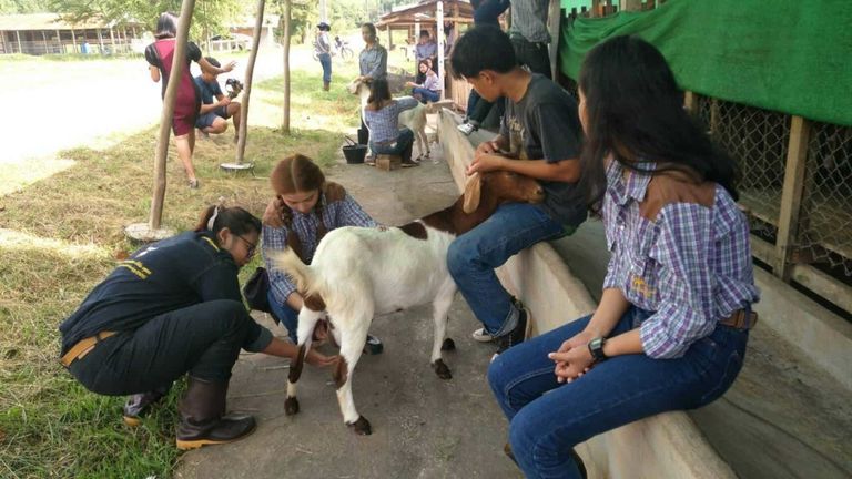 วท.บ.-สัตวศาสตร์-แขนงการผลิตและธุรกิจปศุสัตว์-4-1-1024x576.jpg
